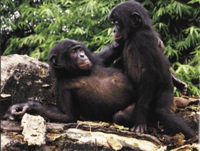 Chimpanzees reproducing.jpg